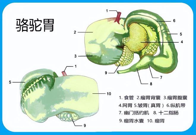 掌为什么不会有事？它的胃什么做的？m6米乐骆驼像嚼口香糖一样吃仙人(图10)